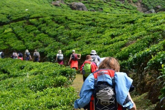 4 Days Best of Kerala Tour with Private Houseboat, Sightseeing & Car - Drivers, Communication, and Feeling Safe on Mountain Roads