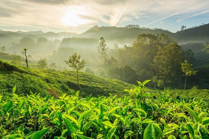 4 Days Best of Kerala Tour with Private Houseboat, Sightseeing & Car - Day 1: From Cochin Airport to Munnar’s Waterfall-to-Tea Start
