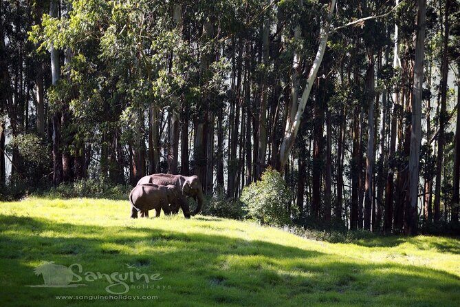 5 Days Private Kerala Tour with Houseboat by Sanguine Holidays - Day 3 at Periyar: the afternoon boat safari plan