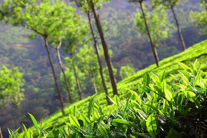 6 Nights 7 Days Kerala Private tour with Hillstations,Backwater &Beaches - Day 2 Rajamalai (Eravikulam) and Munnar classics: the tea-town sightseeing day