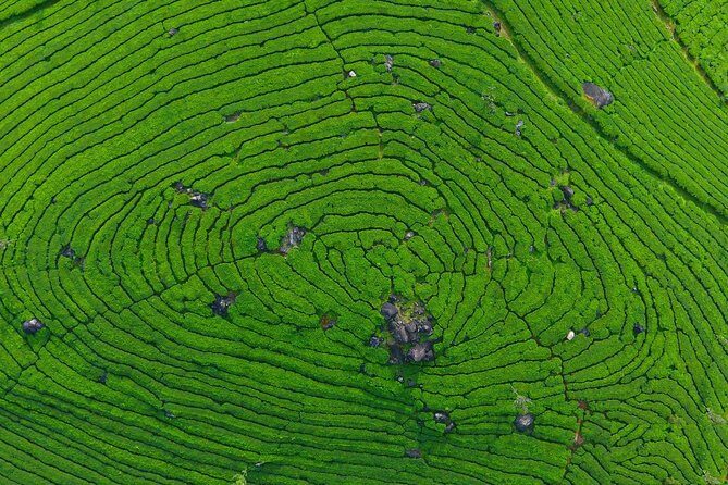 8 Days Kerala Private Tour (3 Star) with Munnar, Houseboat & Cab- Iris Holidays - From Kochi Airport to Munnar: Your Trip Starts Without Headaches