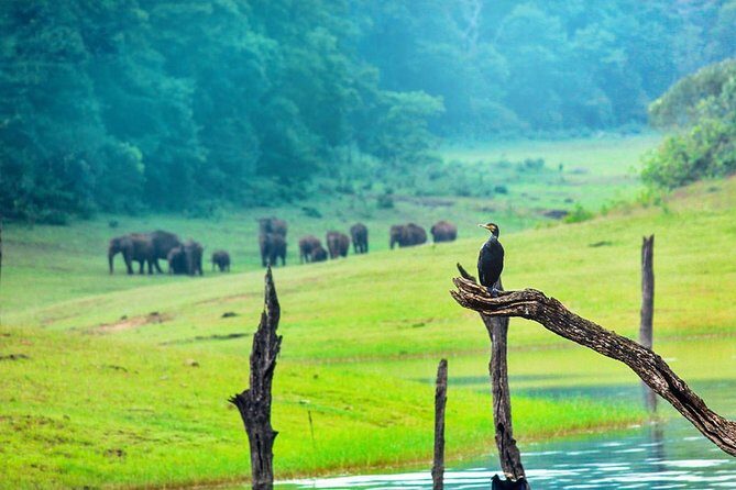8 Days Kerala Private Tour (3 Star) with Munnar, Houseboat & Cab- Iris Holidays - Thekkady and Periyar Wildlife Sanctuary: A Cruise That Adds Real Wildness