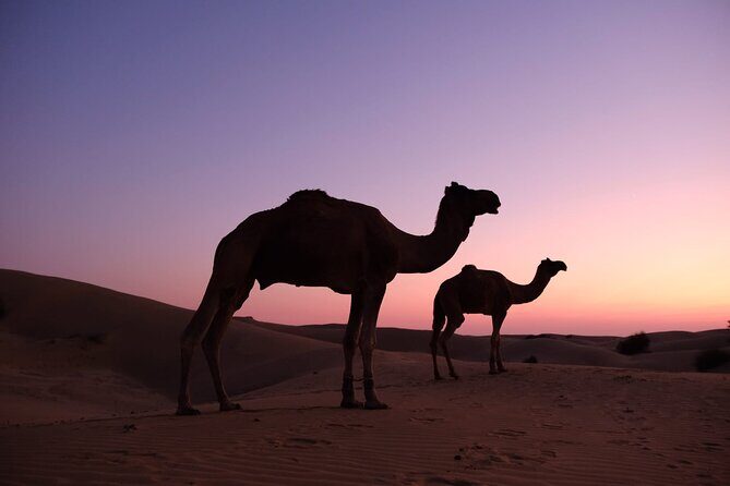 Adventure non touristic camel safari - Starting at 2:00 pm: the Kuldhara abandoned village stop