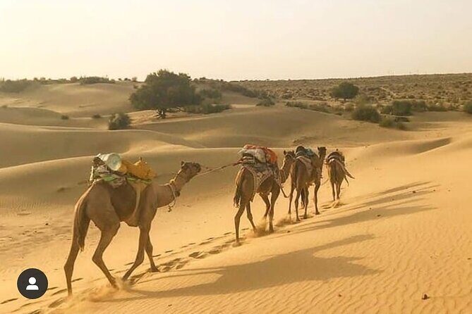 Adventure non touristic camel safari - Sunrise morning: dawn camel ride and breakfast