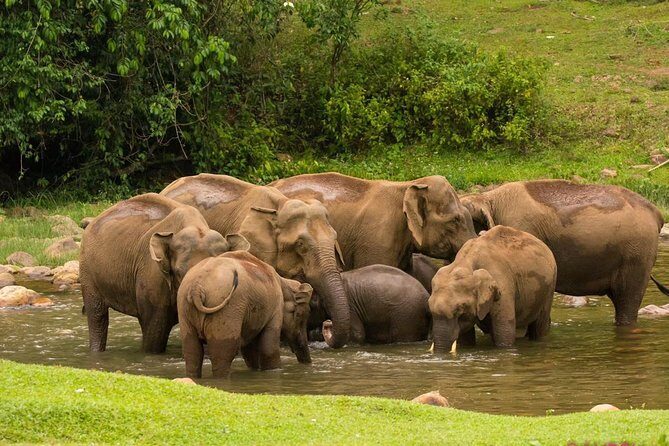 Anakulam Wild Elephant Village life tour ( By Munnar Info) - Key things to know before you go