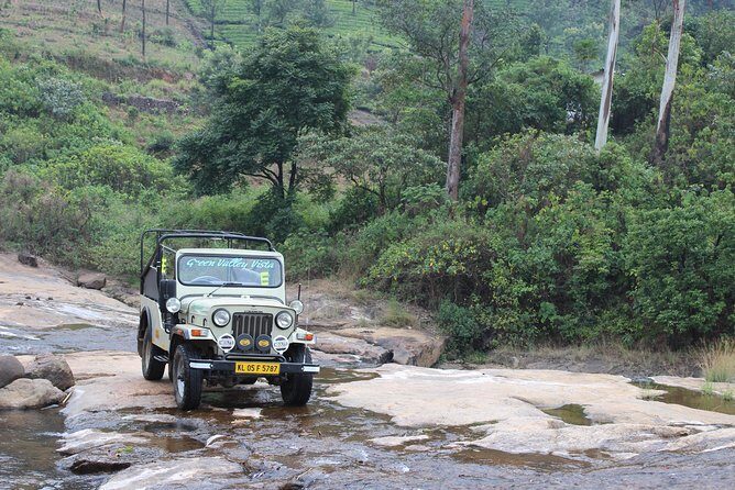 Anakulam Wild Elephant Village life tour ( By Munnar Info) - Tea Gardens (Lekshmi Tea Estate): your first real taste of Munnar