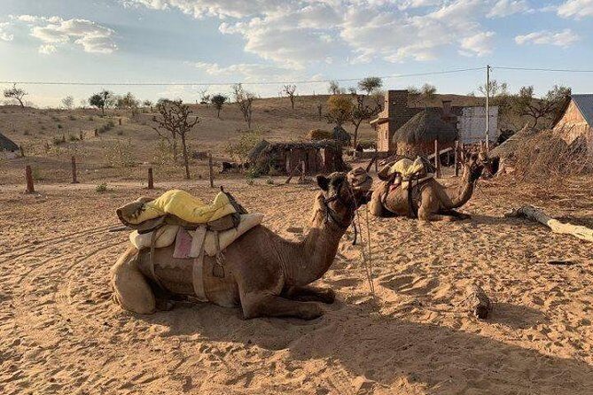Desert Camel Safari Day Tour In Jodhpur - Practical tips so your day doesn’t feel rushed