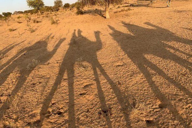 Desert Camel Safari Day Tour In Jodhpur - Camel Safari Over the Thar Sands: What the Ride Feels Like