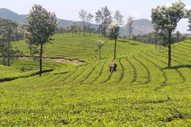 Full day in hiking in Munnar (By Munnar Info) - Group size and pace: why “small” changes your whole day