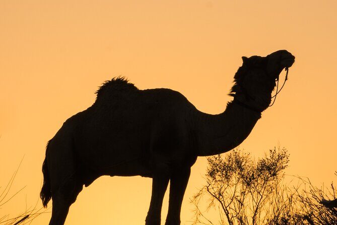 Jaisalmer: 2-Day Thar Desert Experience - Why this 2-day Thar Desert break works from Jaisalmer