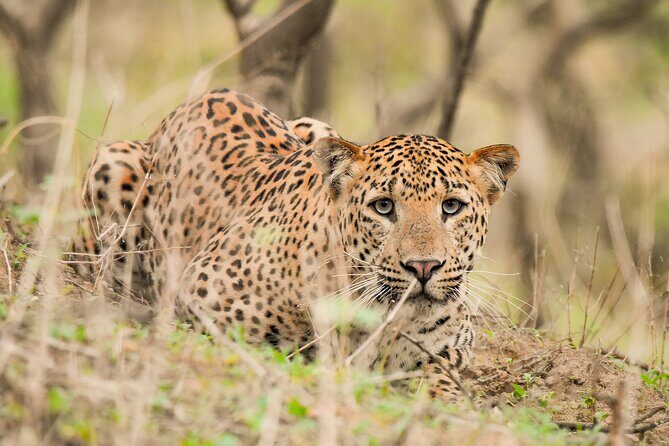 Jhalana Panther Safari Park Tour in Jaipur - Jhalana Panther Safari Park: what you’re really paying for
