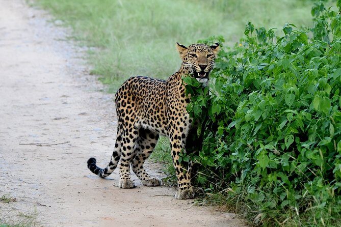 Jhalana Panther Safari Park Tour in Jaipur - Morning vs afternoon: timing, weather, and how it affects sightings
