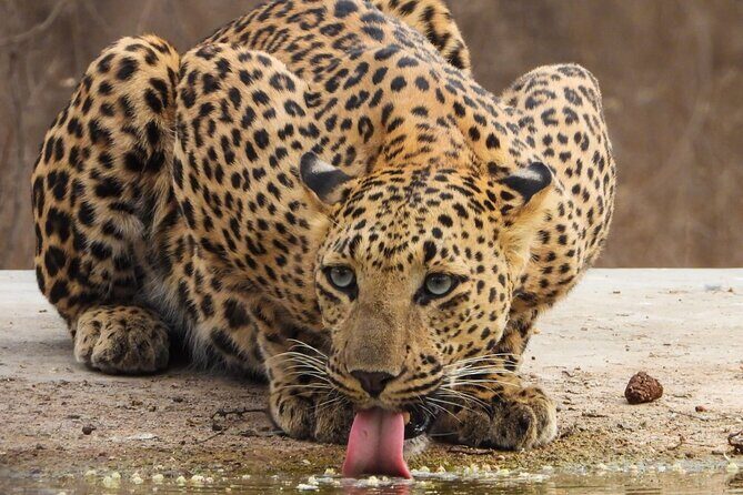 Jhalana Panther Safari Park Tour in Jaipur - Why the interpretation centre is worth your attention