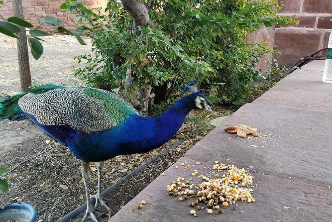Mehrangarh Fort and Blue City Historic Tour with Local Guide - Hotel pickup, private transport, and how the pacing actually works