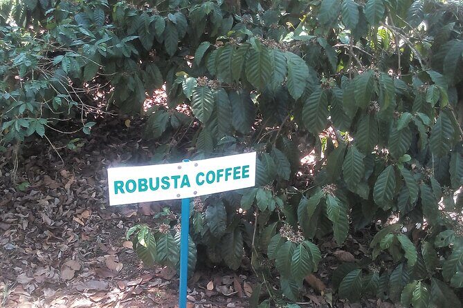 Mercara Gold Coorg Coffee and Spice Estate Tour - Filter Coffee Break at the Cafe