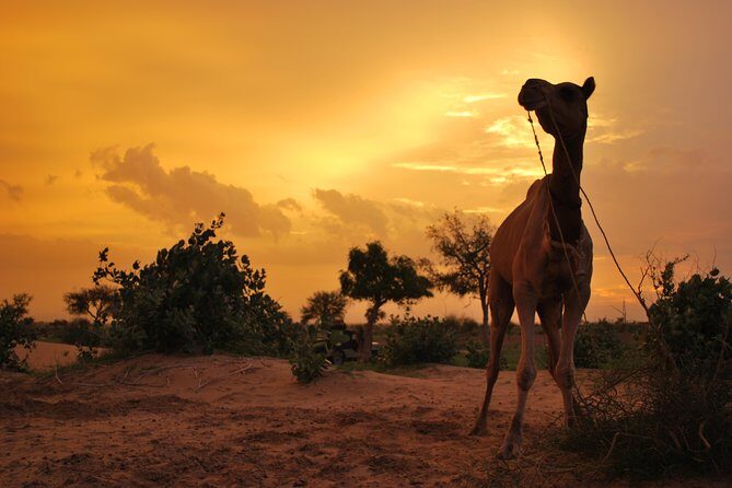 Overnight Camel Safari (remote And Isolated) - Key takeaways before you ride