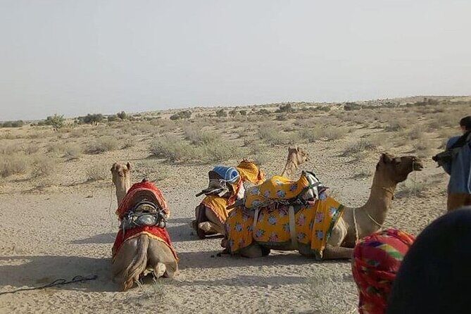 Pleasant Non-Touristic Overnight Camel Safari (From 2:00 PM to Approx. 10:30AM) - Dinner over an open fire: where the value really shows up