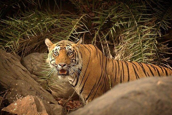 Private 5-Day Ranthambhore Tiger Tour from Delhi including the Taj Mahal, Agra and Jaipur - Price and Logistics: Why This One Feels “Value-Packed”