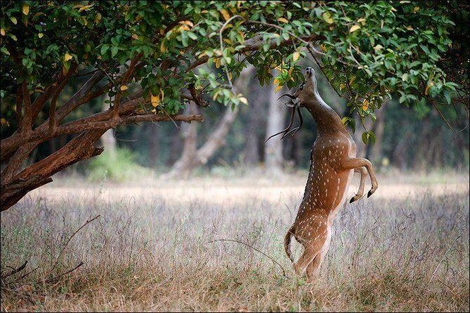 Private 5-Day Ranthambhore Tiger Tour from Delhi including the Taj Mahal, Agra and Jaipur - Amber Fort and Quick Photo Stops on Day 5