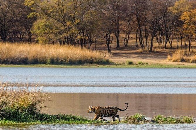 Private 5-Day Ranthambhore Tiger Tour from Delhi including the Taj Mahal, Agra and Jaipur - Hotels and Meals: What You’re Buying With “Included”