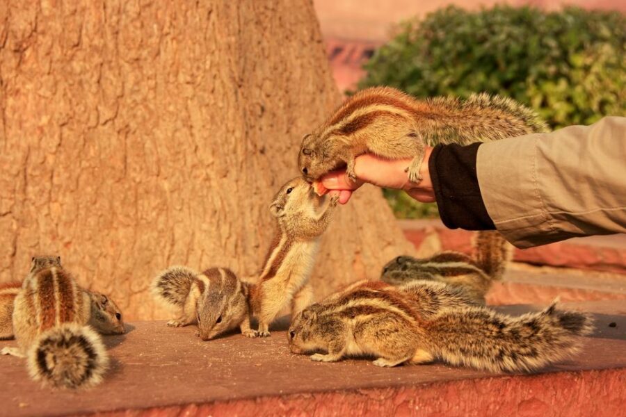 Same Day Taj Mahal, Agra Fort & Baby Taj Tour from Jaipur - Agra Fort: walking from power rooms to courtyards
